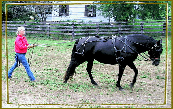 mmlightbuggyharness.gif